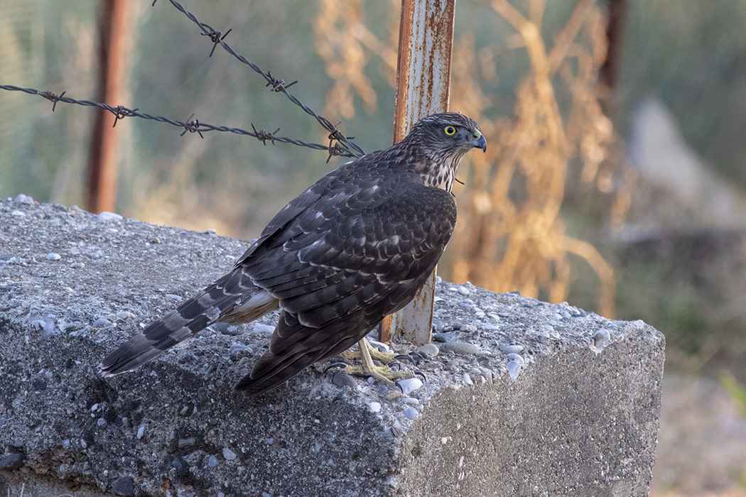 Northern Goshawk